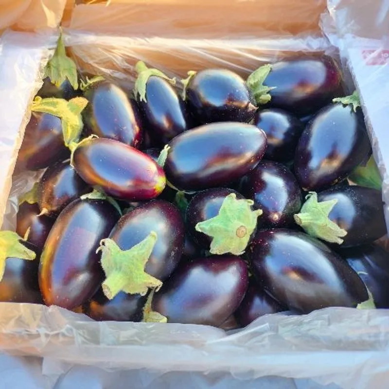 Black Beauty Aubergines, 1x5kg