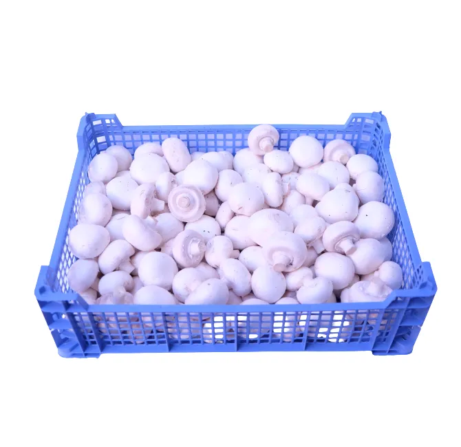 Cup Mushrooms, 1x2.5kg