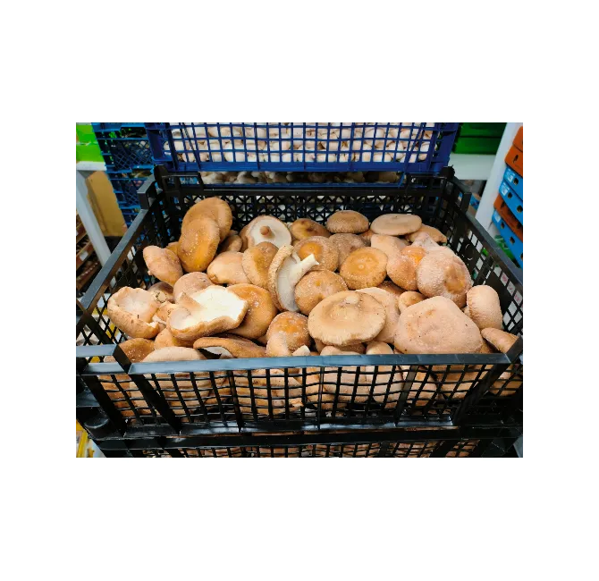 Shiitake Mushroom, 1x1.5kg