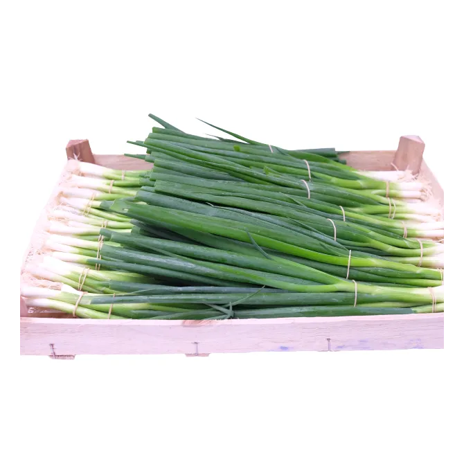 Spring Onion German Long, 1x14 Bunch