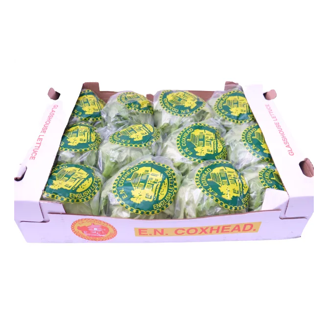 Round Lettuce, 1x12pcs