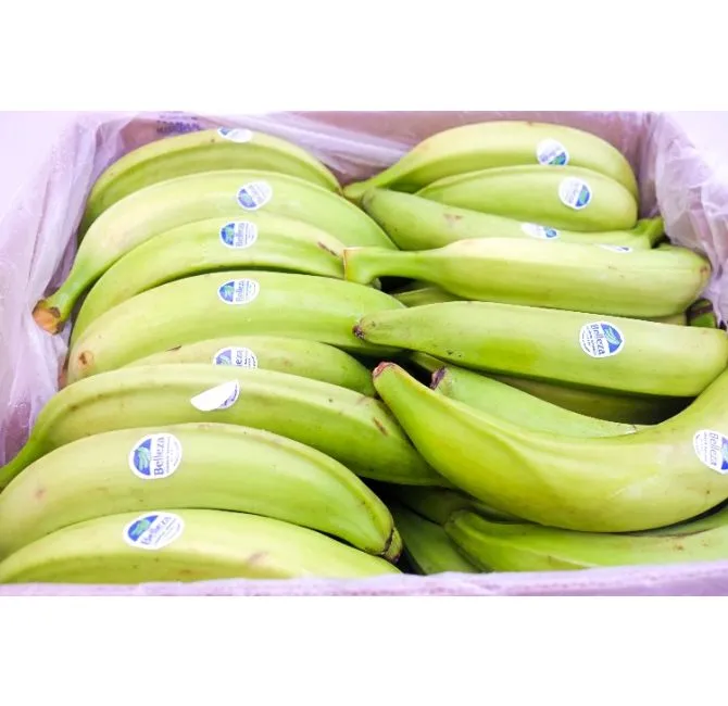 Green Raw Plantains, 1x22.68kg 