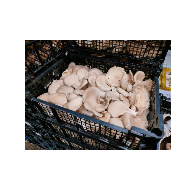Oyster Mushroom, 1x1.25kg