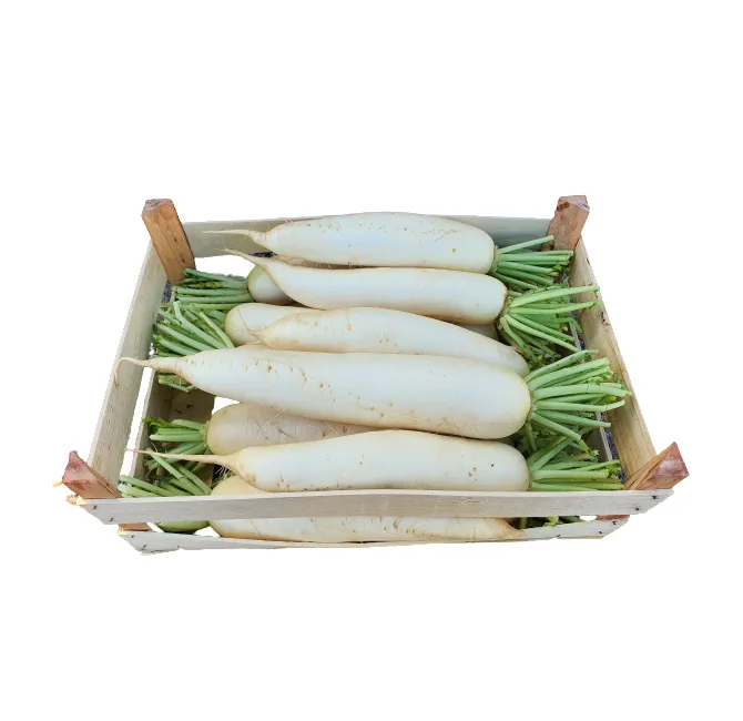 Daikon Mooli Large, 1x1pc
