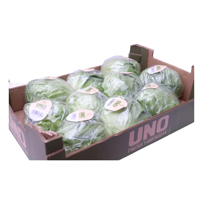 Iceberg Lettuce, 1x10pcs
