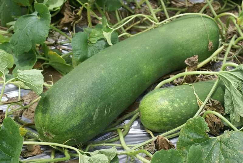 Winter Melon, 1x pc (approx 10kg)