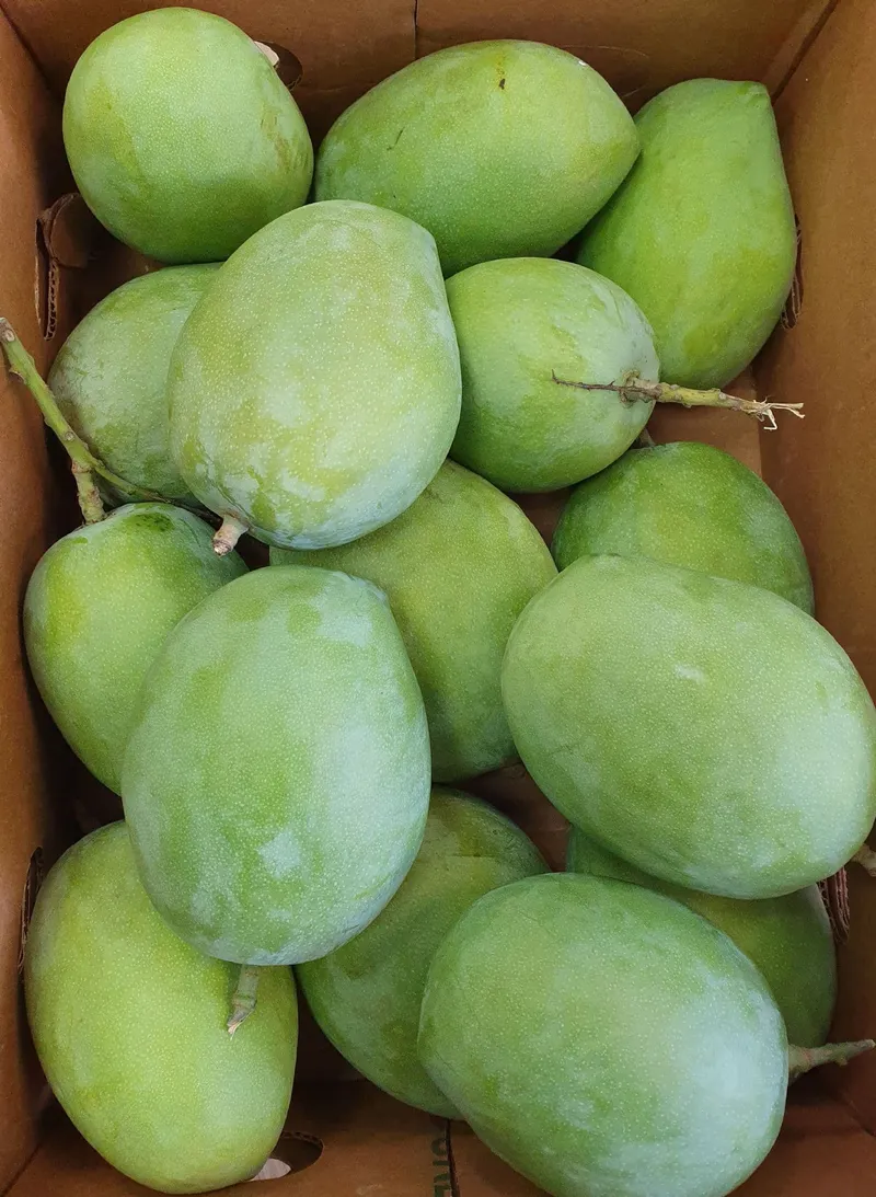 Raw Green Mango, 1x4kg