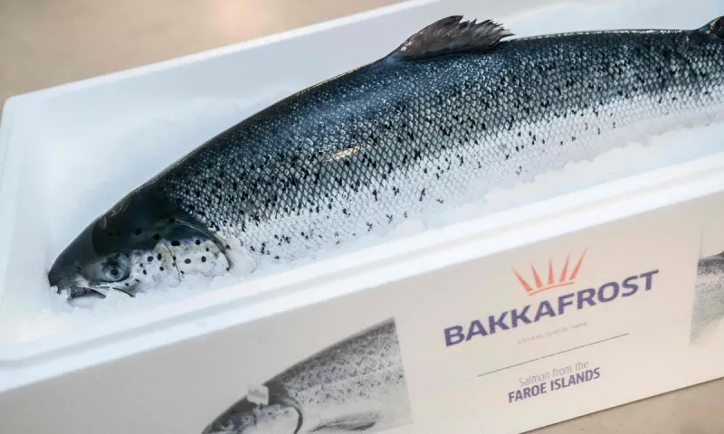 Fresh Scottish Whole Salmon Sashimi Grade, 1x6kg