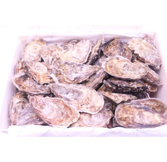 Fresh Live Carlingford Louis Feisser Oysters, 1x75pcs
