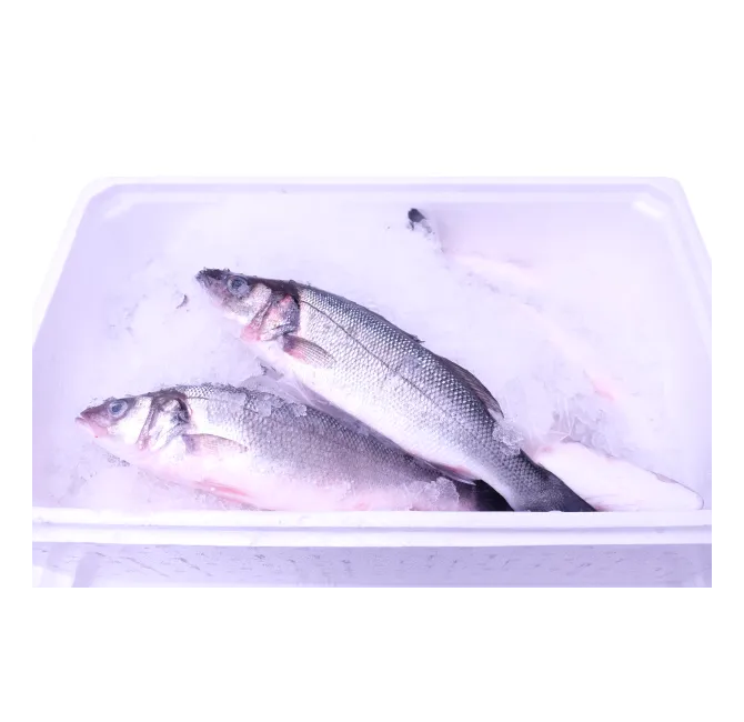 Fresh Farmed Sea Bass Whole 4-6, 1x6kg