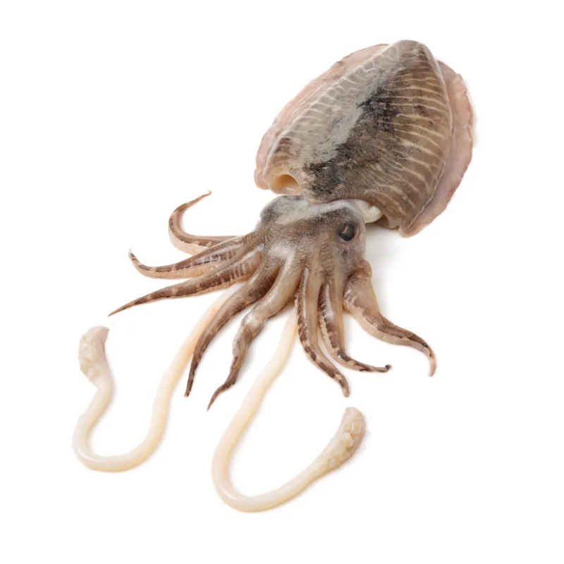 Fresh Whole Raw Cuttlefish, 1x10kg