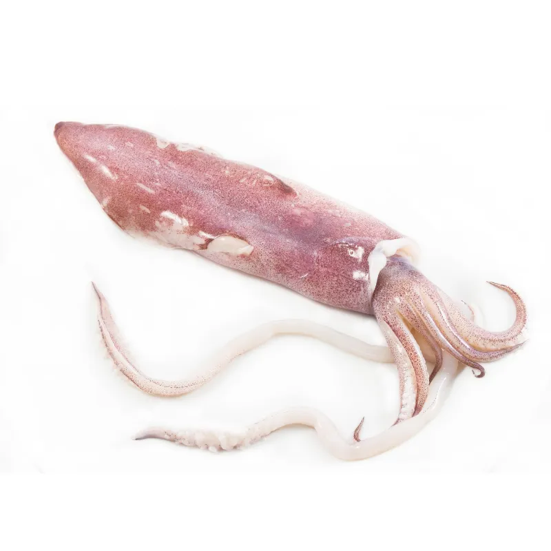 Fresh Whole Raw Squid, 1x10kg