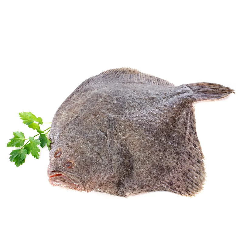 Fresh Whole Turbot, 1x3kg
