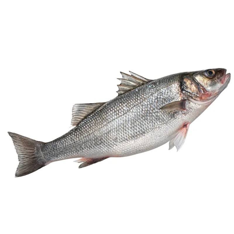 Fresh Wild Caught Sea Bass Whole, 1x1.5kg