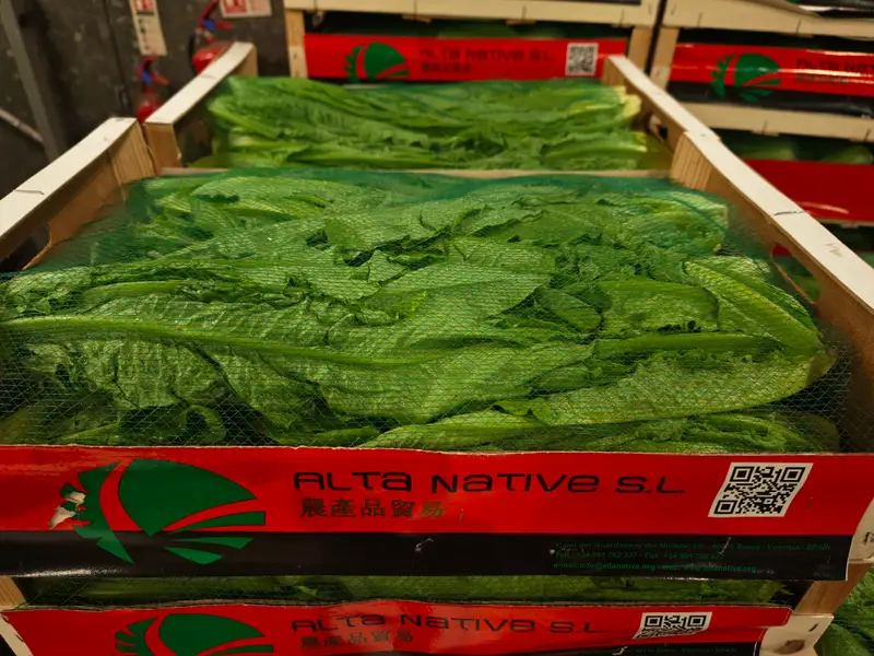 Chinese Lettuce, 1x4kg