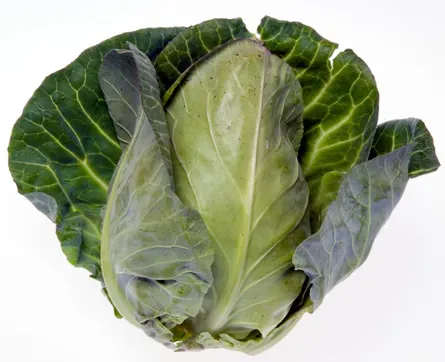 Hispi Sweet Heart Cabbage, 1x12pcs