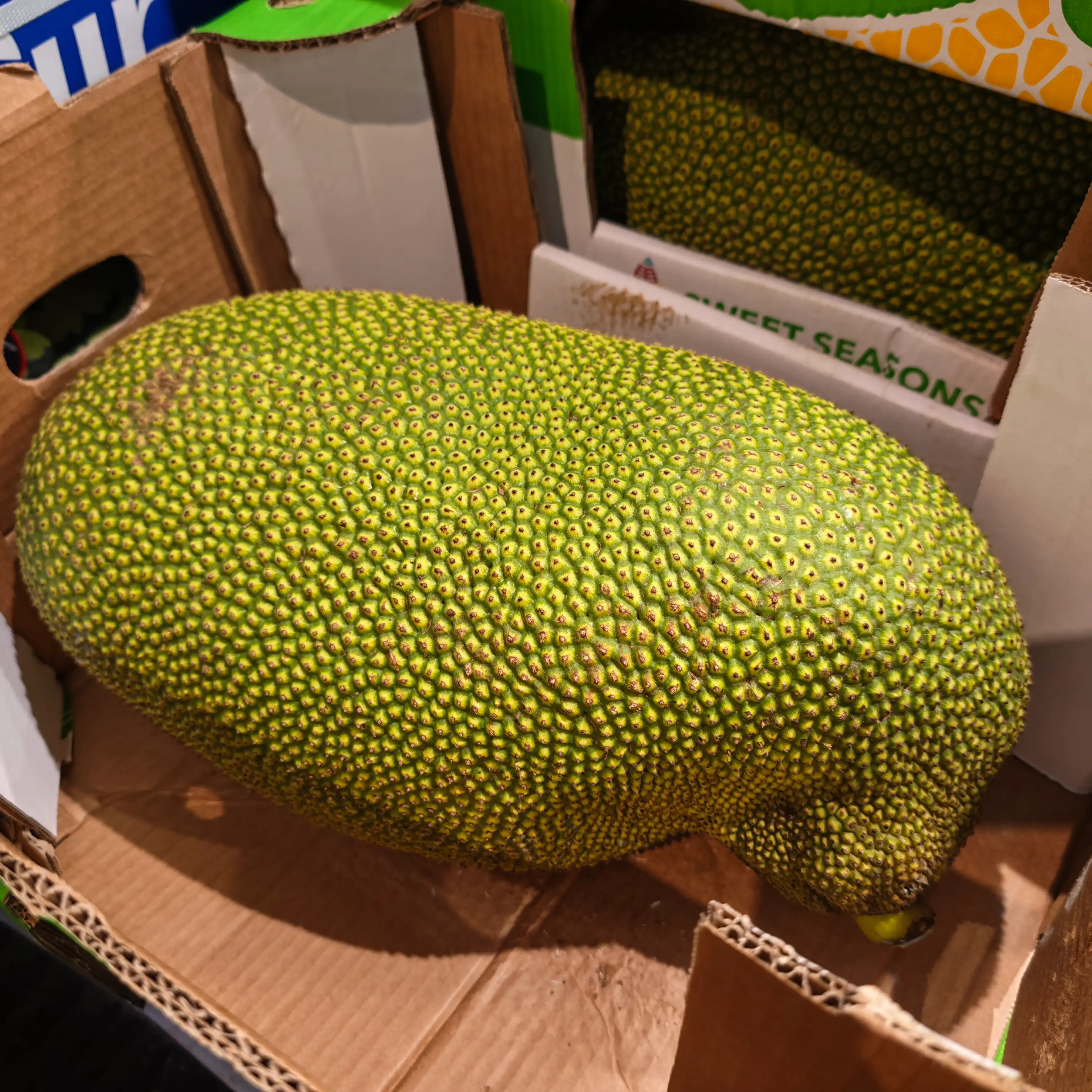 Young Green Jackfruit Whole, 1x10kg