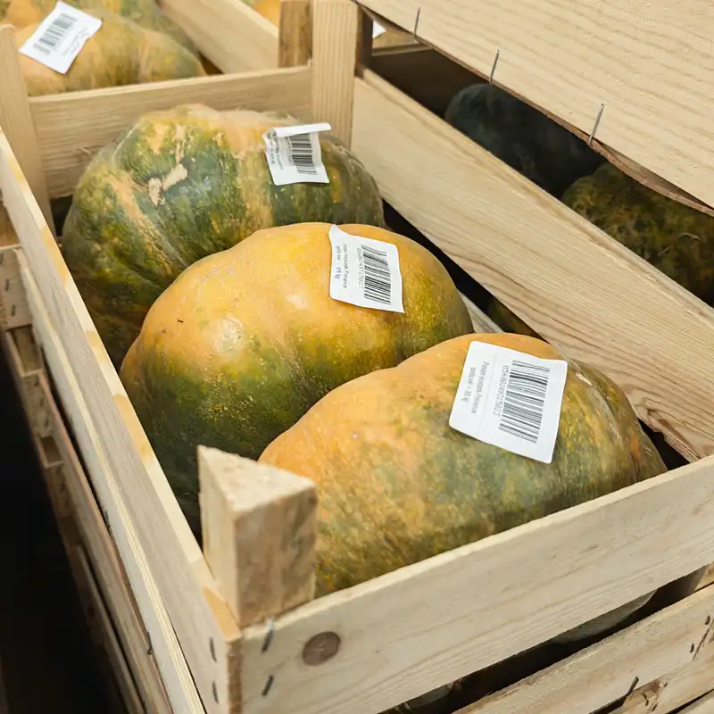 Calabaza Pumpkin Squash, 1x3pcs