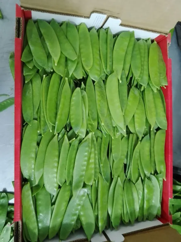 Mangetout, 1x1.5kg