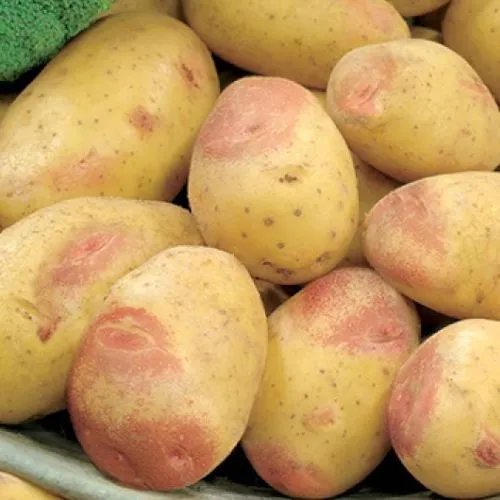 King Edward Potatoes, 1x25kg