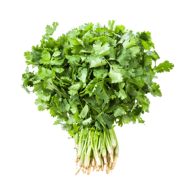 Coriander, 1xBunch