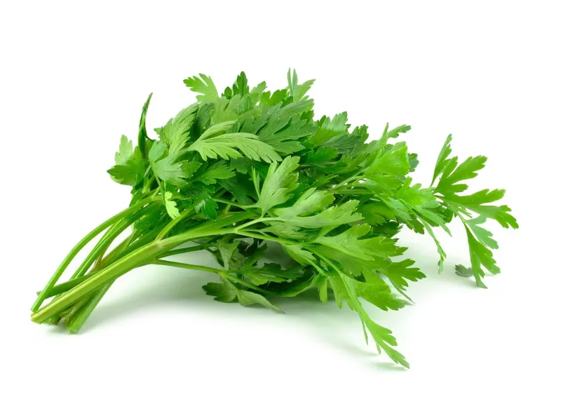 Flat Leaf Parsley, 1xBunch