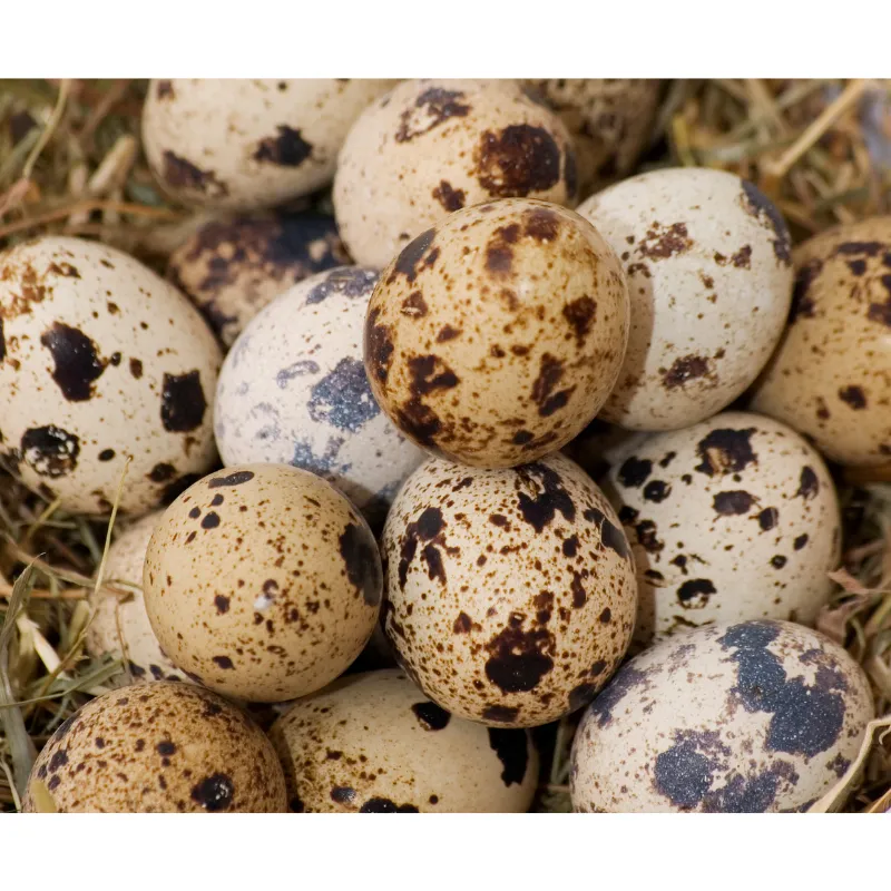 Fresh Quail Eggs, 2x12pcs