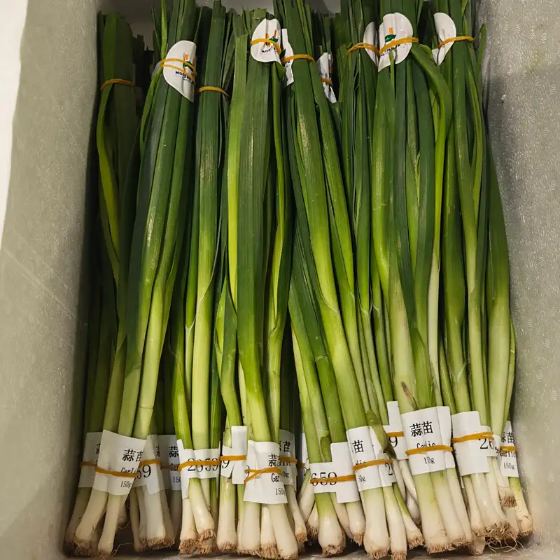 Garlic Leek, 1xBunch