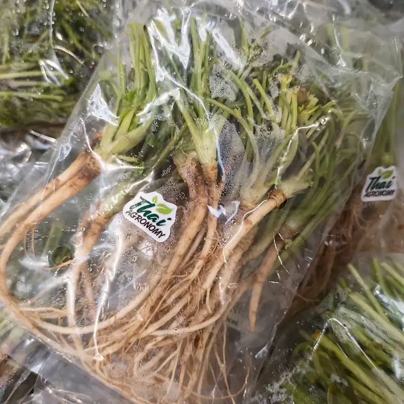 Fresh Coriander Root, 1x100g